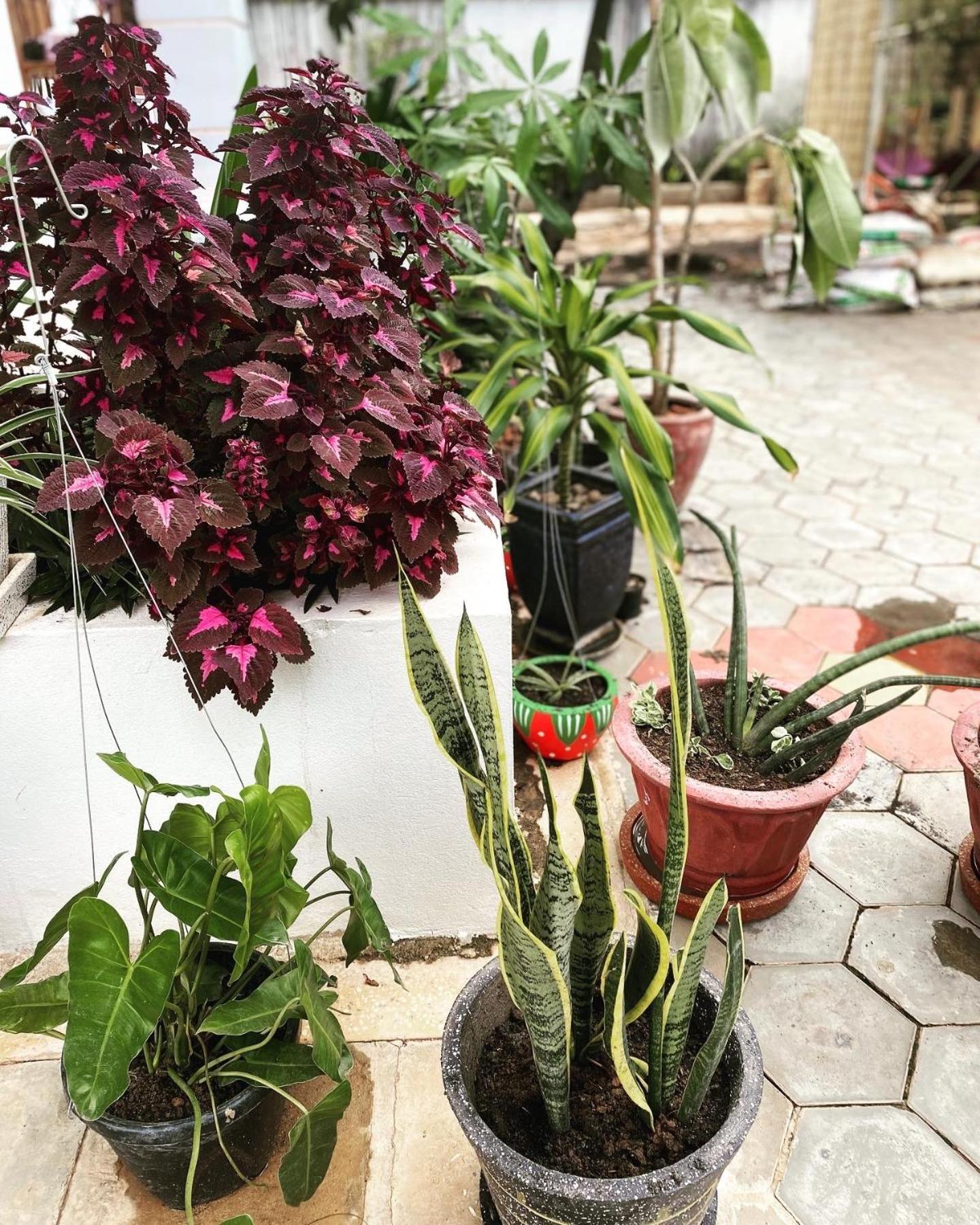 Bloom Garden Bed & Breakfast Siem Reap Exterior foto